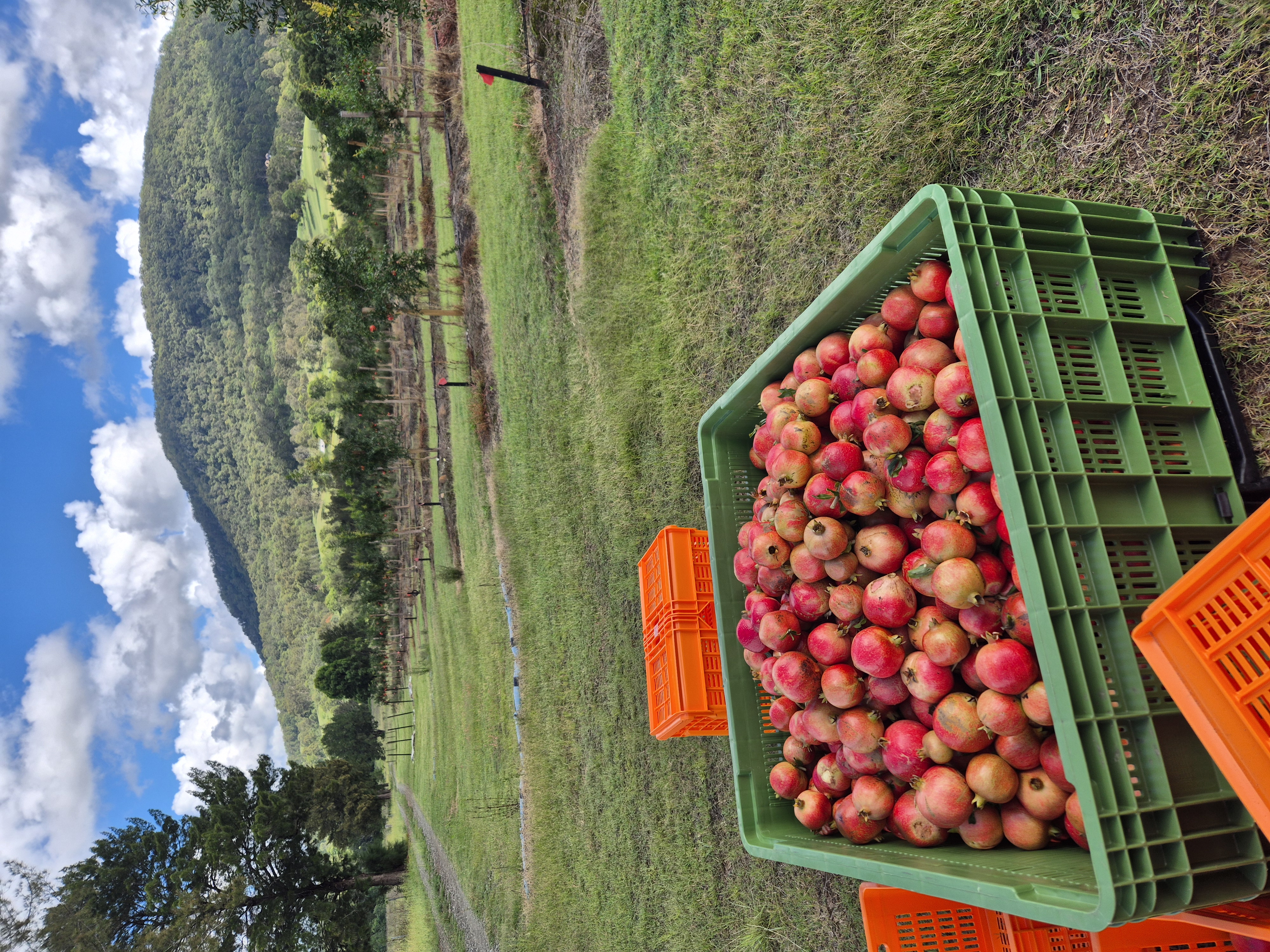 Pomegranate orchard at golden hour